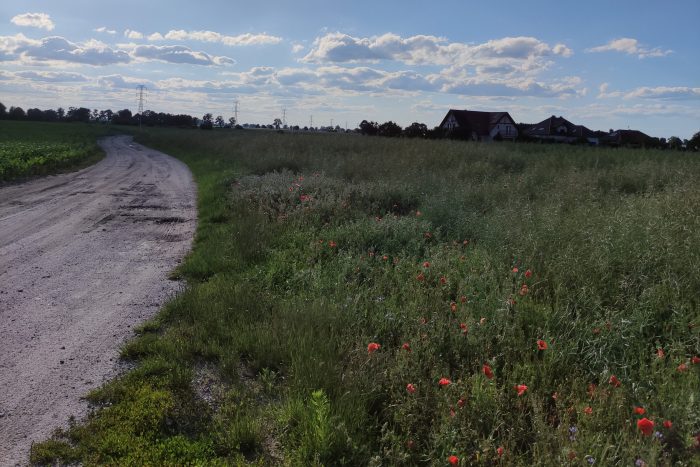 Zdjęcie przedstawiające łąkę z czerwonymi makami, polną drogę. W tle wiejskie domy